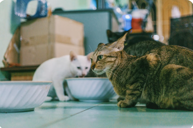 Yavru kedi kaptan mama yiyor