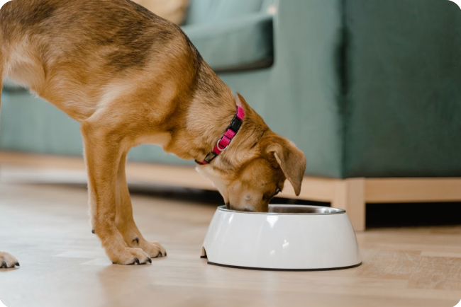 Yaşlı köpek dinleniyor