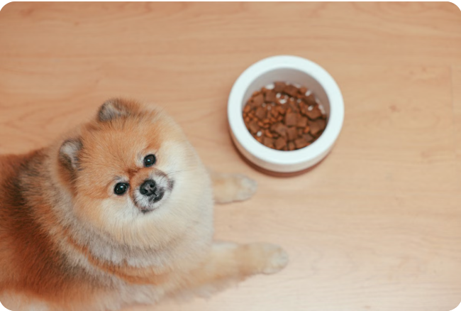 Parkta oynayan iki köpek
