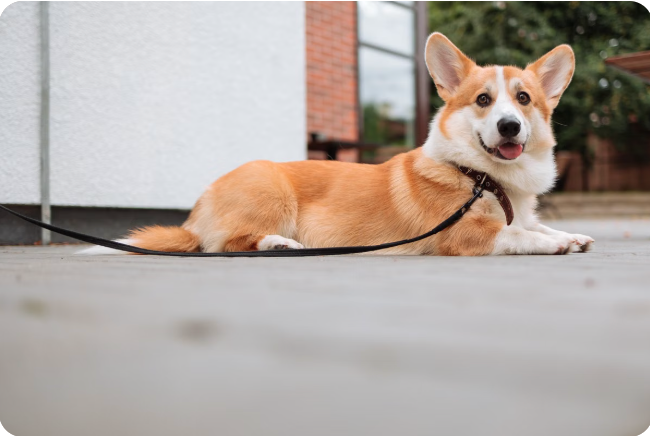 Köpek tasması yakın çekim